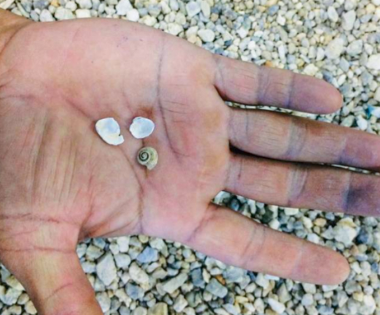 Shell Content